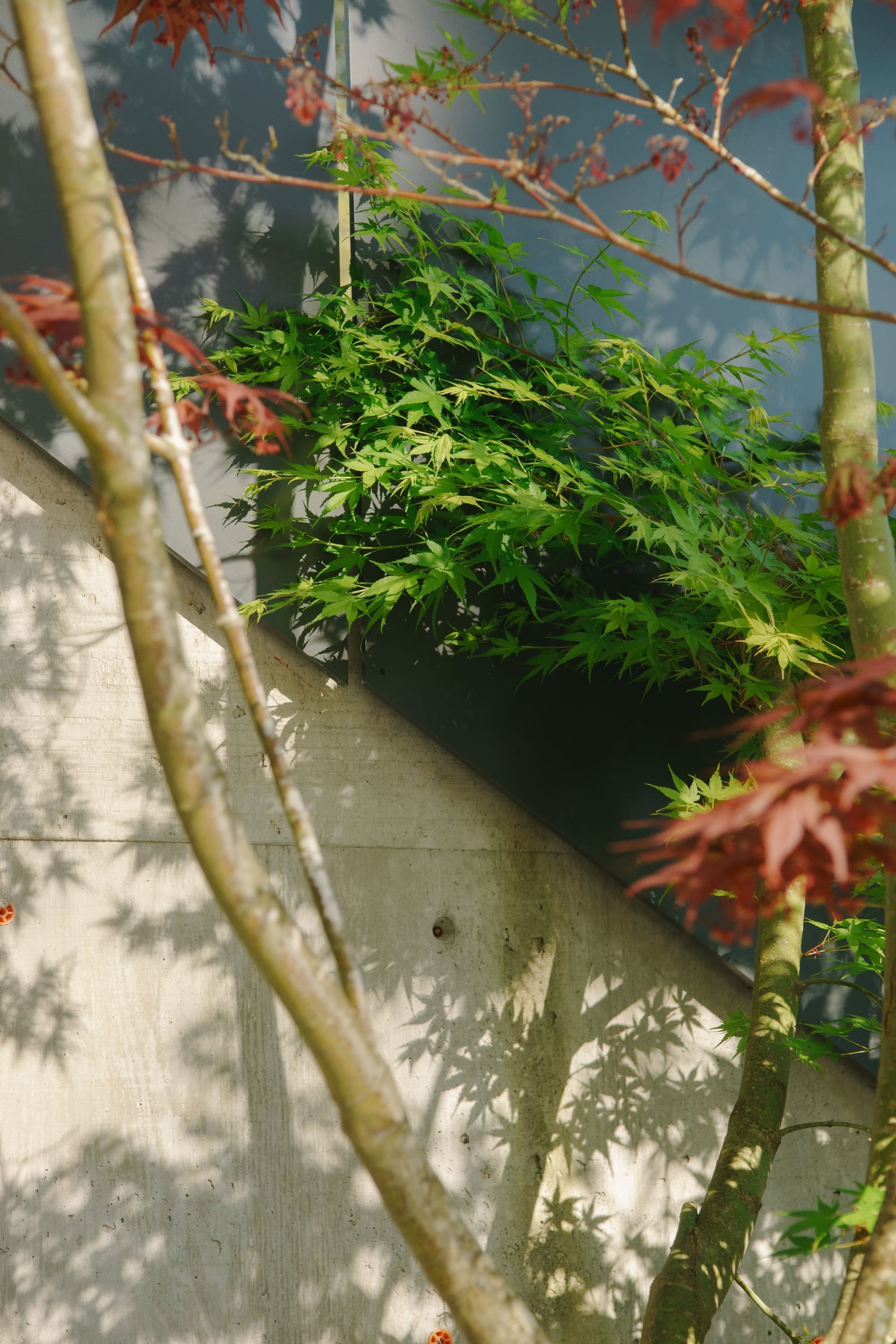 Bayridge — Glass guard beside layered garden planting